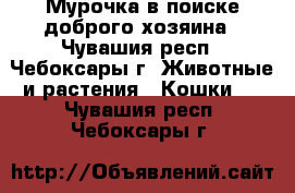 Мурочка в поиске доброго хозяина - Чувашия респ., Чебоксары г. Животные и растения » Кошки   . Чувашия респ.,Чебоксары г.